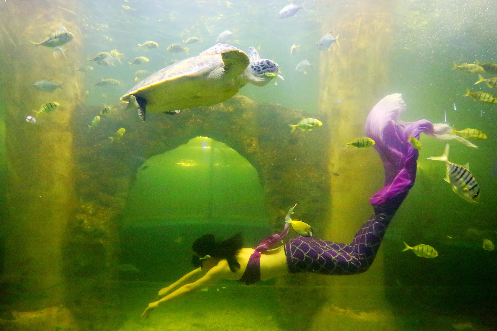 揭密襄阳海底世界美人鱼的真实生活