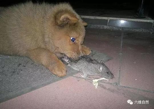 小土狗捉老鼠哪是多管闲事,谁敢抢老鼠就是多管闲事