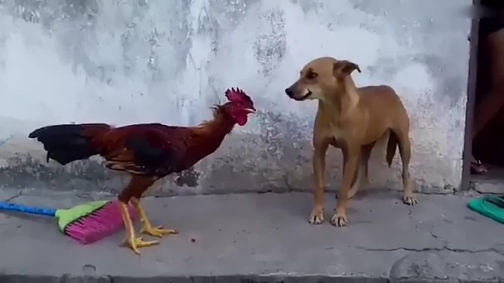 巴西上演"鸡狗对决" 汪星人惨败场面搞笑