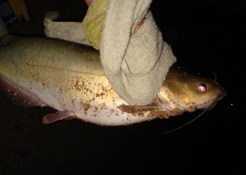 钓趣此鱼在咱这叫叉尾鮰鱼市场上十二元一斤