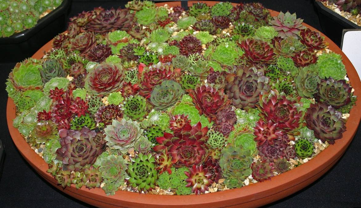 在冰雪下面也能露天栽种的长生草,多冷都不怕的多肉植物