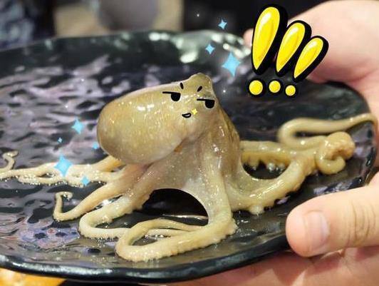 八爪鱼又叫章鱼,说是鱼却不是鱼,章鱼身体一般很小,八条触手又细又长