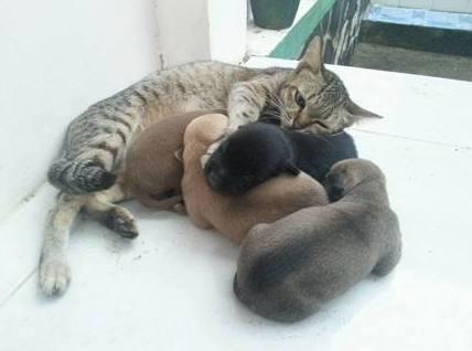 狗狗生下宝宝后,照顾小狗的却是猫咪,这画面令人惊呆