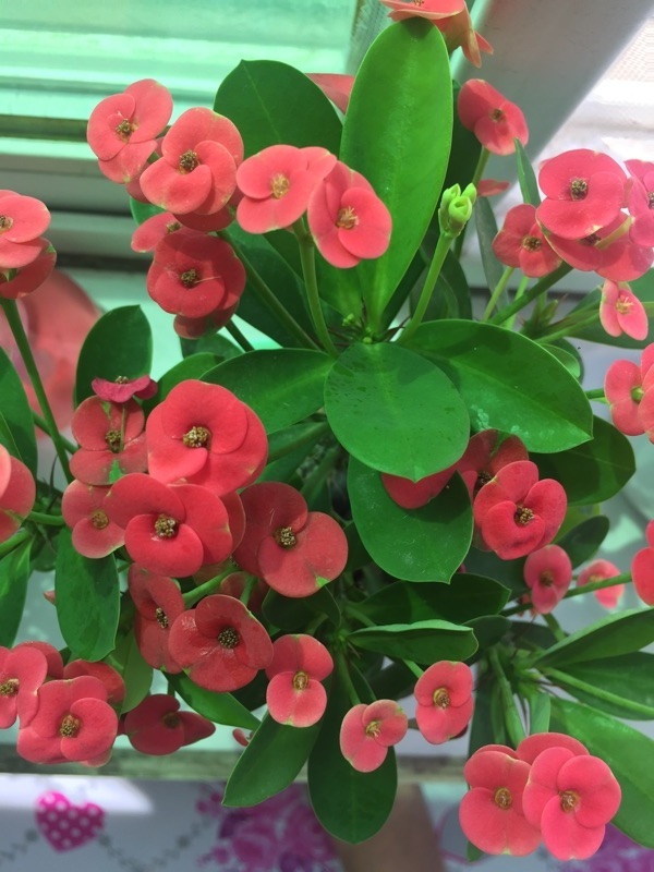 四季花(四季花城楼盘房价) - 0415花卉网