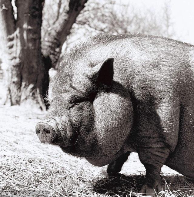 你绝对想不到这五种宠物有一天可能会把你吃了