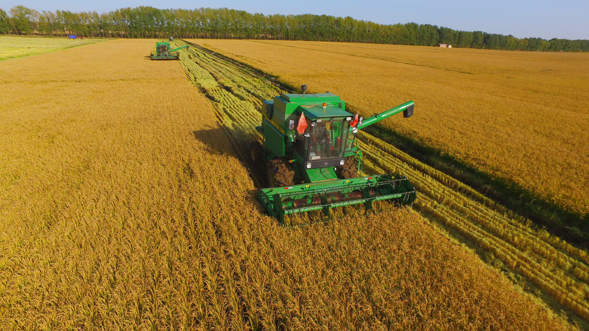 黑龙江垦区进入水稻收获季