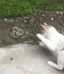 这猫一转眼的功夫,往家里带了条蛇