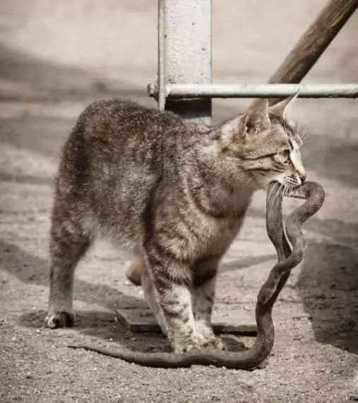 这猫一转眼的功夫,往家里带了条蛇