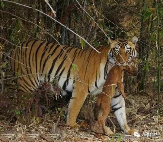 老虎猎杀豺狗正如雄狮猎杀鬣狗一样容易