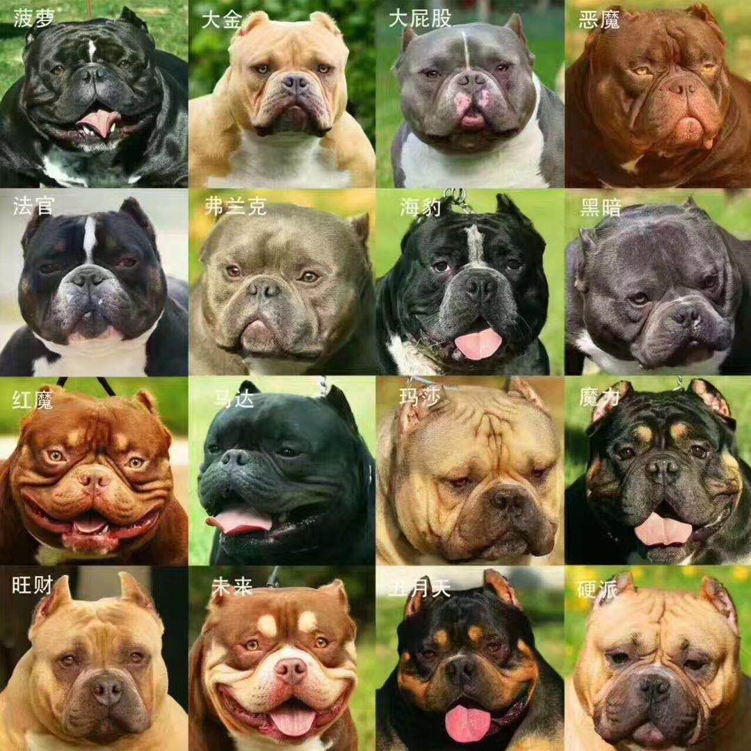 图说那些有趣味的美国恶霸犬名称图说那些有趣味的美