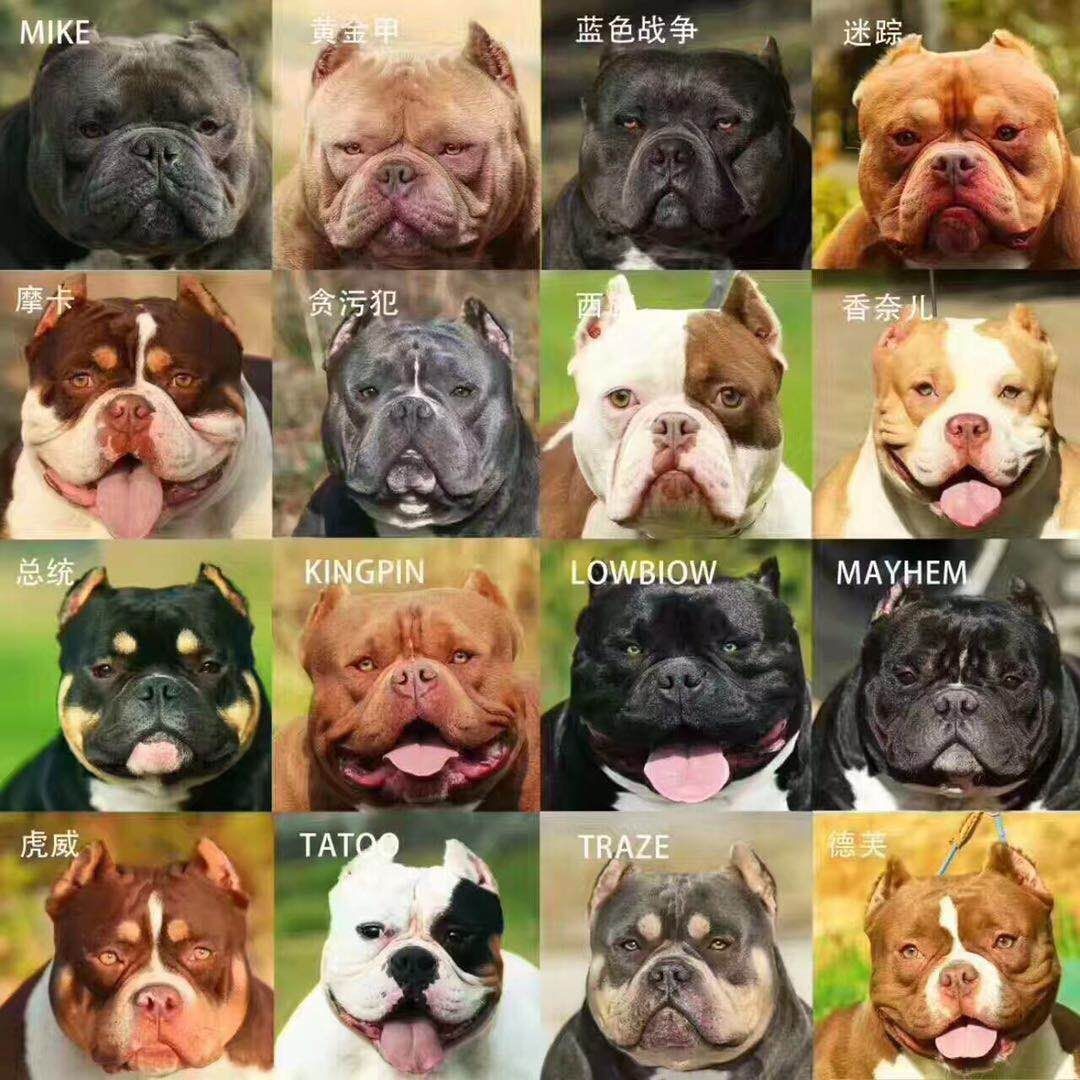 图说那些有趣味的美国恶霸犬名称   (特别声明:以上