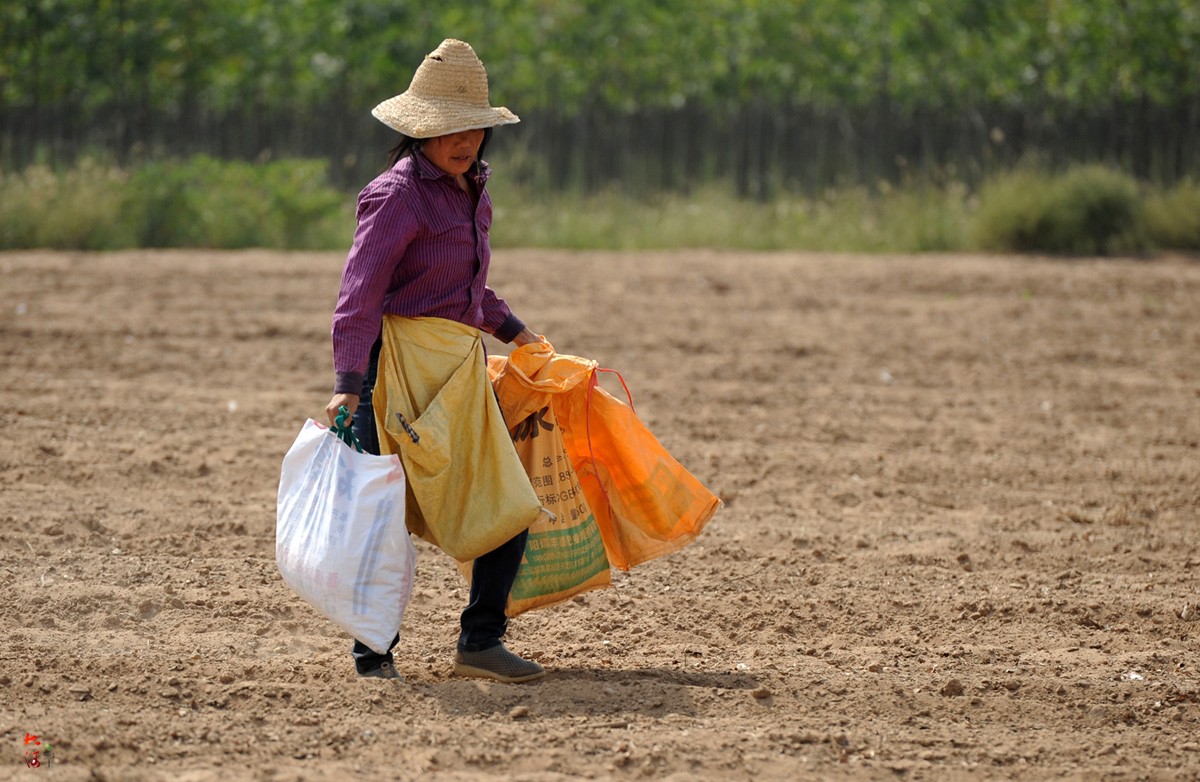 农民将百亩花生收完,出奇招吸引人捡拾,连城里人都开车跑来