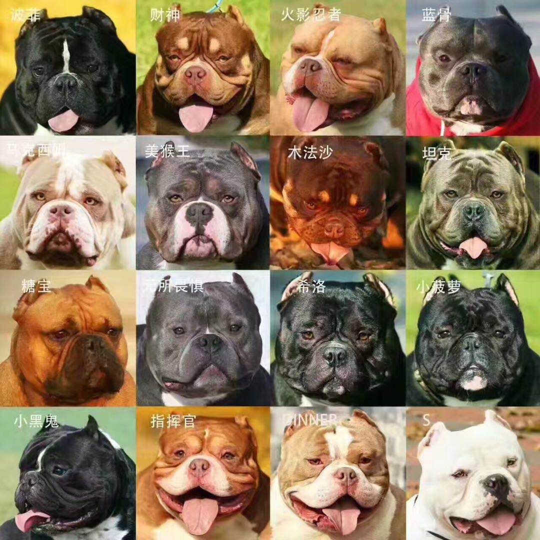 图说那些有趣味的美国恶霸犬名称图说那些有趣味的美