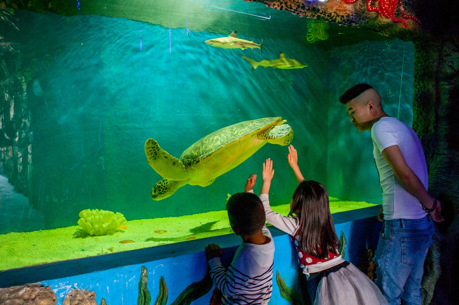 为迎接国庆节襄阳深梦海底世界引入新鱼以及海洋剧场