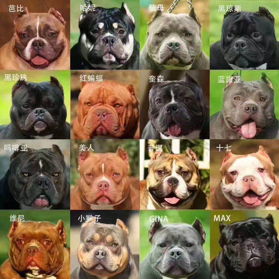 图说那些有趣味的美国恶霸犬名称图说那些有趣味的美