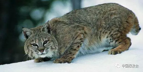 威武大型猫——猞猁,曾经被人们臆想为是魔鬼的象征