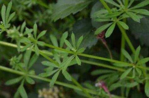 此草鲜品可外用治痈疖肿毒,跌打损伤,也可内服有清热解毒,利尿消肿的