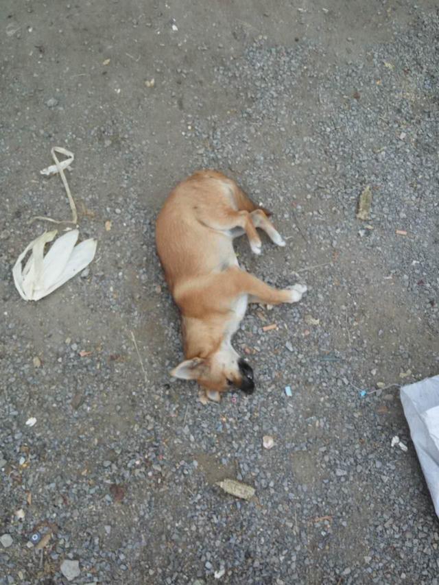 那只被泰迪搞怀孕的母狗死了,突然乱跑乱叫吐白沫抽搐!倒地死亡