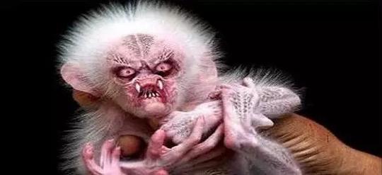 恐怖食人猴猴子图片