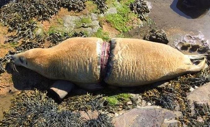 海豹上岸求助,无人理睬不治身亡