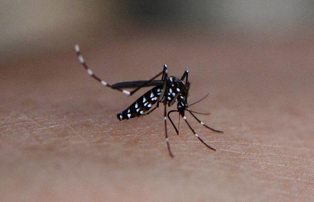 今天你又被花蚊子咬了吗?此蚊若早出现几千年