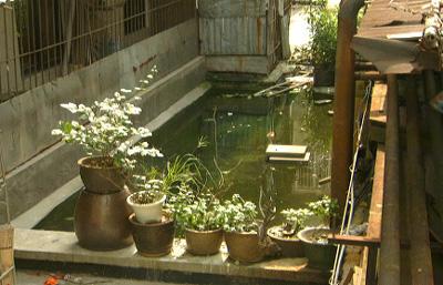 今天你又被花蚊子咬了吗?此蚊若早出现几千年