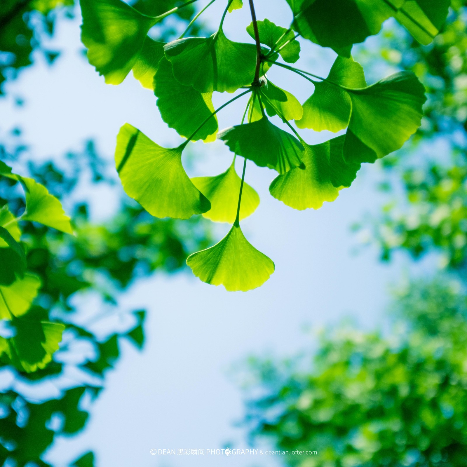 (个人摄影集)春意盎然的气息_新浪看点
