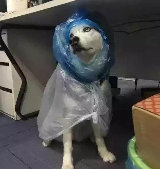 用塑料袋给二哈制作了一个雨衣,二哈愣是穿出了时装秀的感觉