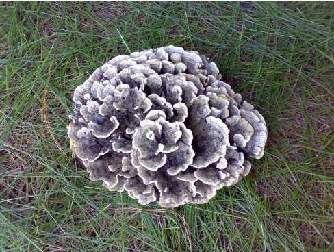 世界上最贵的7种蘑菇,吃过一种你就是土豪