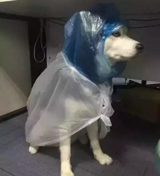 用塑料袋给二哈制作了一个雨衣二哈愣是穿出了时装秀的感觉
