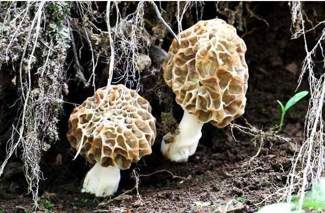 世界上最贵的7种蘑菇,吃过一种你就是土豪