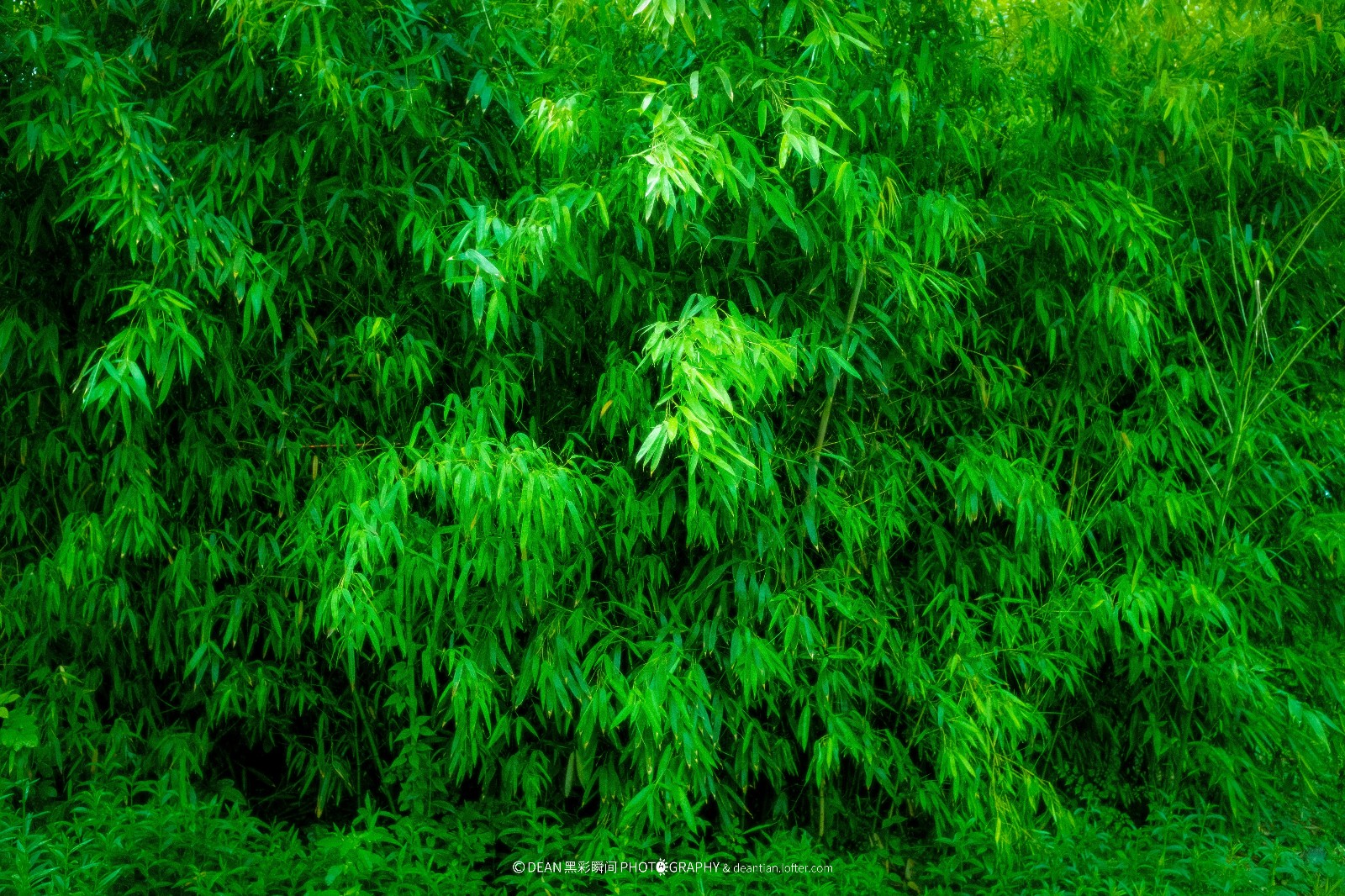 个人摄影集保护视力从绿色开始