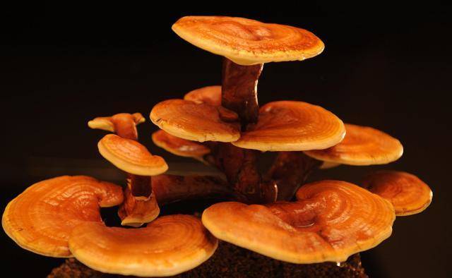 世界上最贵的7种蘑菇,吃过一种你就是土豪