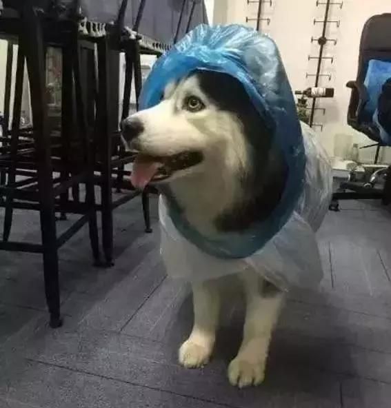用塑料袋给二哈制作了一个雨衣二哈愣是穿出了时装秀的感觉