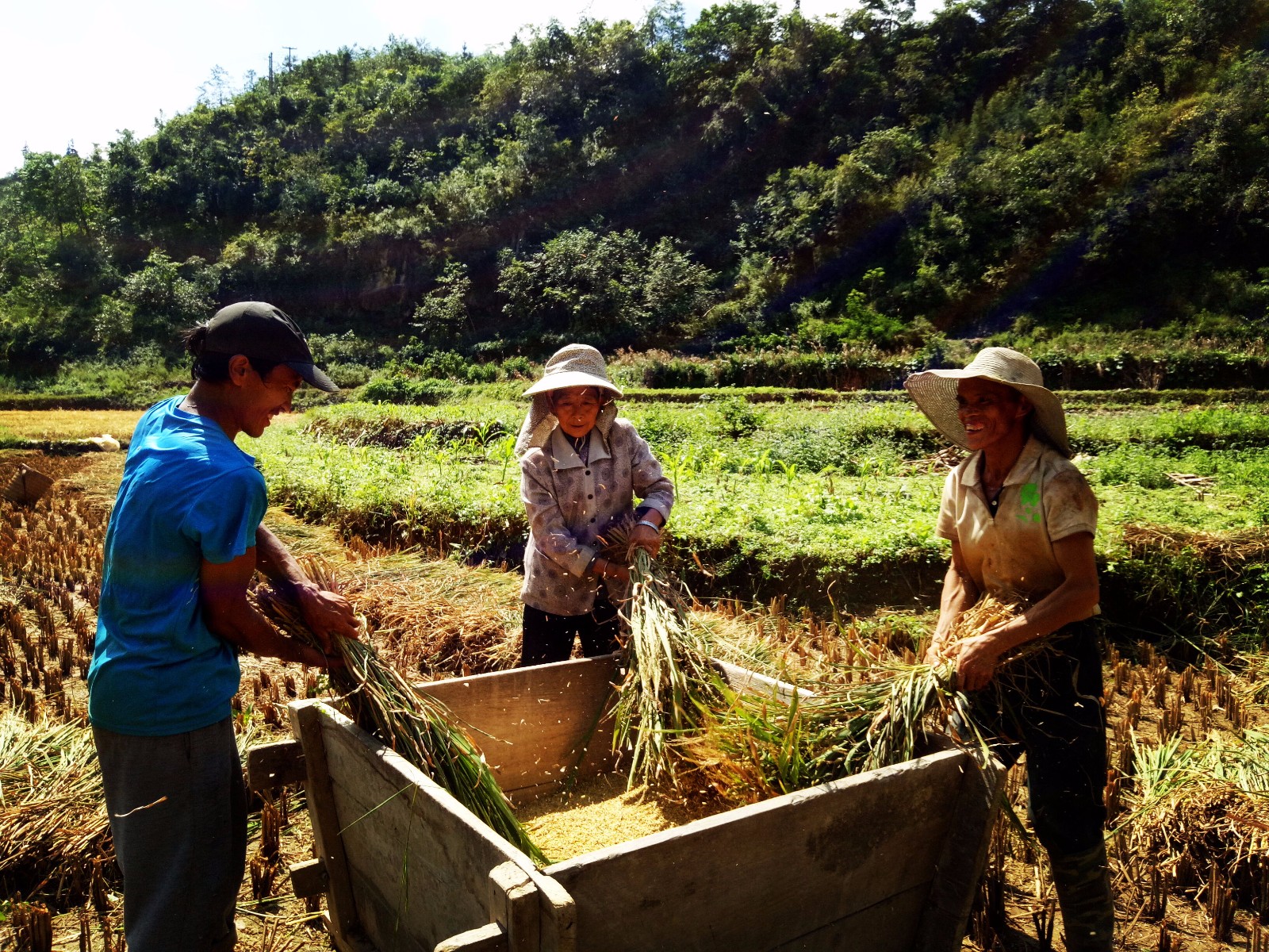 丰收时节,农村老人顶着烈日辛苦劳作