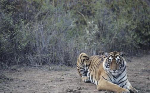 你的背部足够宽阔吗？教你练出老虎般强壮的背部