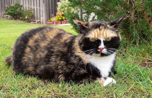 这些花色的猫咪简直了,不敢直视啊