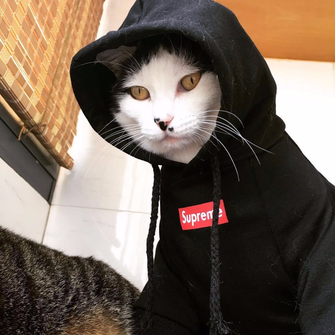 什么叫社会猫?这才是社会猫