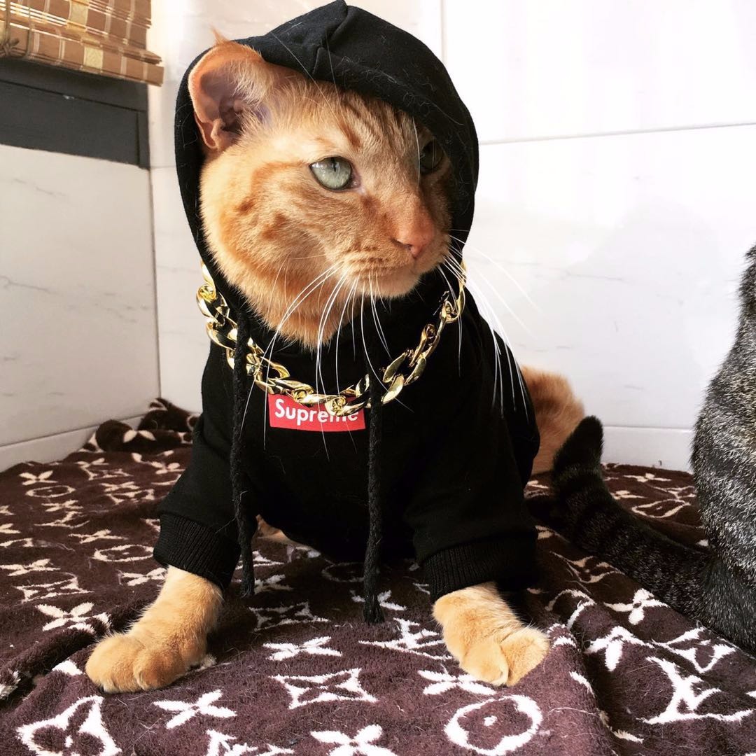 什么叫社会猫?这才是社会猫