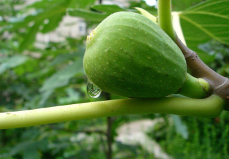 亚当和夏娃偷吃的"禁果"竟然不是苹果,而是