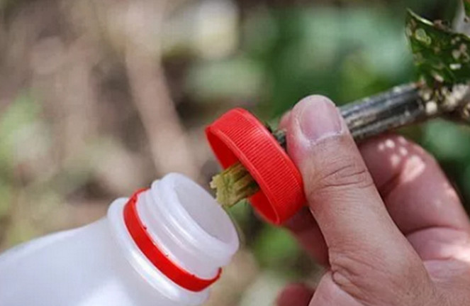 农村大哥种丝瓜却不要丝瓜:化妆品公司定期来收购,一周能赚2000