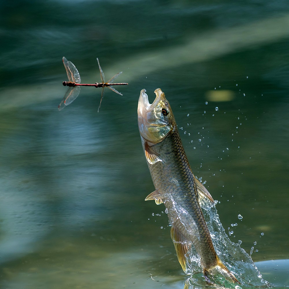 马口鱼戏红蜻蜓