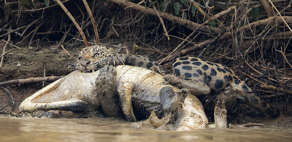 鳄鱼遭遇饥饿美洲豹 接下来就是激烈撕咬