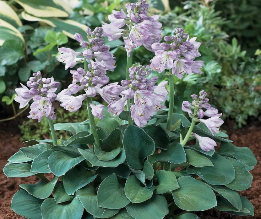 养阴凉的地方就能花开不断的玉簪,花朵清香飘满园