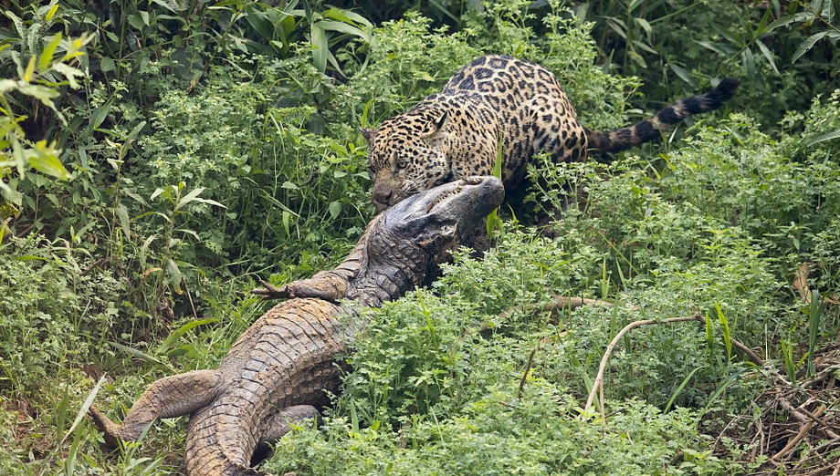鳄鱼遭遇饥饿美洲豹 接下来就是激烈撕咬