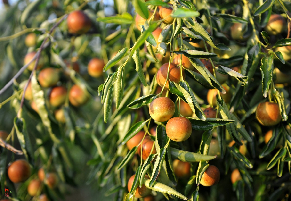 冬枣成熟,6旬老夫妻怕下雨雇60人采摘,担心价低赔钱