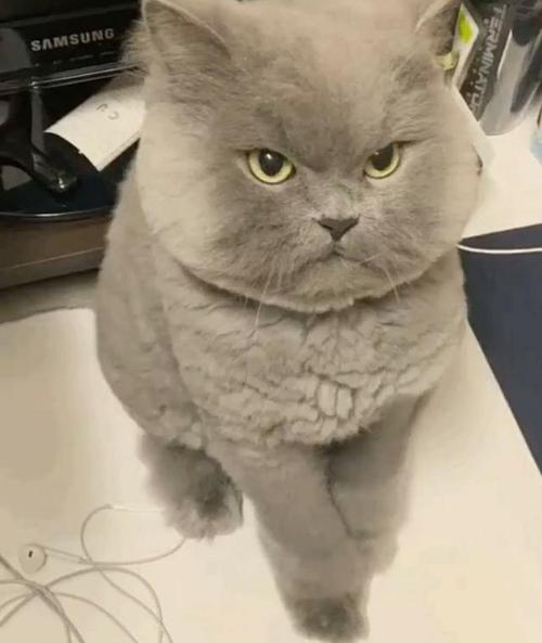 表情凶悍的猫咪走红网络猫铲屎的快把小鱼干都给我拿出来