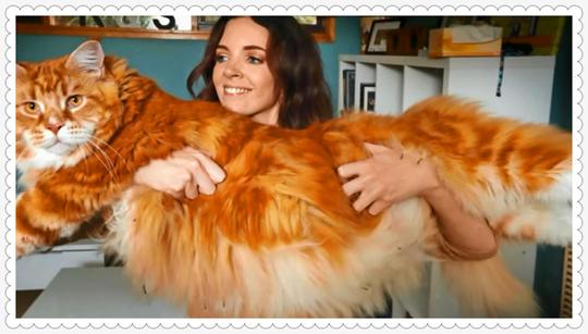 世界最大的猫咪重达72斤,这简直是猫界的巨无霸啊!