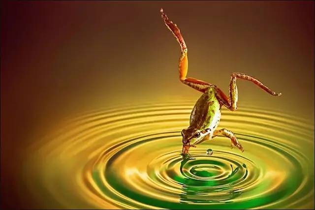 青蛙跳出水面的图片图片