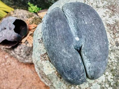 去非洲旅游,遇到的世界上最大的种子,令人惊喜